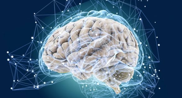 Cercetatorii au incalcat linia etica crescand creier uman in laborator